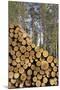 Finland Forest with Pile of Cut Tree Trunks-null-Mounted Photographic Print