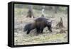 Finland, Northern Karelia Region, Lieksa. A wolverine runs through a clearing in the woods.-Ellen Goff-Framed Stretched Canvas