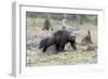 Finland, Northern Karelia Region, Lieksa. A wolverine runs through a clearing in the woods.-Ellen Goff-Framed Photographic Print