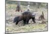 Finland, Northern Karelia Region, Lieksa. A wolverine runs through a clearing in the woods.-Ellen Goff-Mounted Photographic Print