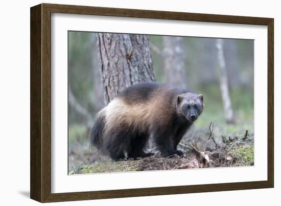 Finland, Northern Karelia Region, Lieksa, wolverine, Gulo gulo. Portrait of a wolverine-Ellen Goff-Framed Photographic Print