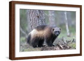 Finland, Northern Karelia Region, Lieksa, wolverine, Gulo gulo. Portrait of a wolverine-Ellen Goff-Framed Photographic Print