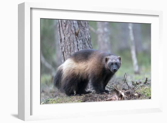 Finland, Northern Karelia Region, Lieksa, wolverine, Gulo gulo. Portrait of a wolverine-Ellen Goff-Framed Photographic Print