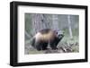 Finland, Northern Karelia Region, Lieksa, wolverine, Gulo gulo. Portrait of a wolverine-Ellen Goff-Framed Photographic Print