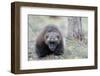 Finland, Northern Karelia Region, Lieksa, wolverine, Gulo gulo. Portrait of a wolverine.-Ellen Goff-Framed Photographic Print