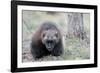 Finland, Northern Karelia Region, Lieksa, wolverine, Gulo gulo. Portrait of a wolverine.-Ellen Goff-Framed Photographic Print