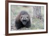 Finland, Northern Karelia Region, Lieksa, wolverine, Gulo gulo. Portrait of a wolverine.-Ellen Goff-Framed Photographic Print