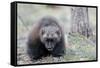 Finland, Northern Karelia Region, Lieksa, wolverine, Gulo gulo. Portrait of a wolverine.-Ellen Goff-Framed Stretched Canvas