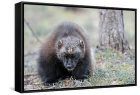 Finland, Northern Karelia Region, Lieksa, wolverine, Gulo gulo. Portrait of a wolverine.-Ellen Goff-Framed Stretched Canvas