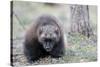 Finland, Northern Karelia Region, Lieksa, wolverine, Gulo gulo. Portrait of a wolverine.-Ellen Goff-Stretched Canvas