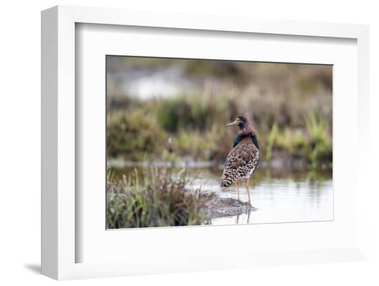 Finland, Northern Ostrobothnia, Oulu. Portrait of a male ruff with his overgrown feather ruff.-Ellen Goff-Framed Photographic Print