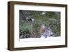 Finland, Northern Ostrobothnia Region, Kuusamo, western capercaillie-Ellen Goff-Framed Photographic Print