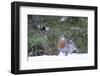 Finland, Northern Ostrobothnia Region, Kuusamo, western capercaillie-Ellen Goff-Framed Photographic Print