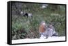 Finland, Northern Ostrobothnia Region, Kuusamo, western capercaillie-Ellen Goff-Framed Stretched Canvas