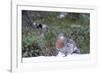 Finland, Northern Ostrobothnia Region, Kuusamo, western capercaillie-Ellen Goff-Framed Photographic Print