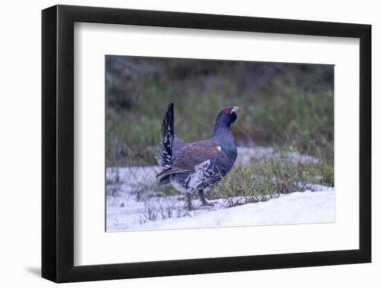 Finland, Northern Ostrobothnia Region, Kuusamo, western capercaillie-Ellen Goff-Framed Photographic Print