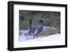 Finland, Northern Ostrobothnia Region, Kuusamo, western capercaillie-Ellen Goff-Framed Photographic Print