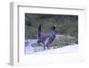 Finland, Northern Ostrobothnia Region, Kuusamo, western capercaillie-Ellen Goff-Framed Photographic Print