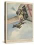 Finnish Parachutist Jumps with His Dog-Vittorio Pisani-Stretched Canvas