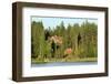 Finnish Summer House on a Wooded Island in Lake Saimaa by Sunset Light-Nick Upton-Framed Photographic Print