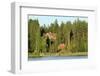 Finnish Summer House on a Wooded Island in Lake Saimaa by Sunset Light-Nick Upton-Framed Photographic Print