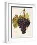 Fintendo Grape-A. Kreyder-Framed Giclee Print