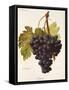 Fintendo Grape-A. Kreyder-Framed Stretched Canvas