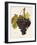 Fintendo Grape-A. Kreyder-Framed Giclee Print
