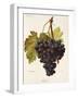 Fintendo Grape-A. Kreyder-Framed Giclee Print
