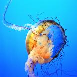 Jellyfish-fionayb-Laminated Photographic Print