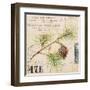 Fir Branch…Sketchbook-Angela Staehling-Framed Art Print