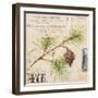 Fir Branch…Sketchbook-Angela Staehling-Framed Art Print