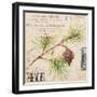 Fir Branch…Sketchbook-Angela Staehling-Framed Art Print