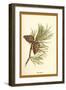 Fir Cone-W.h.j. Boot-Framed Art Print