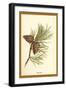 Fir Cone-W.h.j. Boot-Framed Art Print