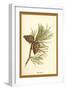 Fir Cone-W.h.j. Boot-Framed Art Print