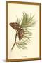 Fir Cone-W.h.j. Boot-Mounted Art Print