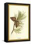 Fir Cone-W.h.j. Boot-Framed Stretched Canvas