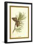 Fir Cone-W.h.j. Boot-Framed Art Print