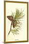 Fir Cone-W.h.j. Boot-Mounted Art Print