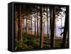 Fir Forest Along Ruby Beach-James Randklev-Framed Stretched Canvas