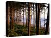 Fir Forest Along Ruby Beach-James Randklev-Stretched Canvas