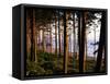 Fir Forest Along Ruby Beach-James Randklev-Framed Stretched Canvas