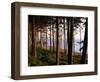 Fir Forest Along Ruby Beach-James Randklev-Framed Photographic Print