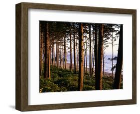 Fir Forest Along Ruby Beach-James Randklev-Framed Photographic Print