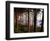Fir Forest Along Ruby Beach-James Randklev-Framed Photographic Print