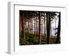 Fir Forest Along Ruby Beach-James Randklev-Framed Photographic Print