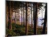 Fir Forest Along Ruby Beach-James Randklev-Mounted Photographic Print