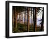 Fir Forest Along Ruby Beach-James Randklev-Framed Photographic Print