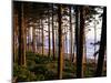 Fir Forest Along Ruby Beach-James Randklev-Mounted Photographic Print